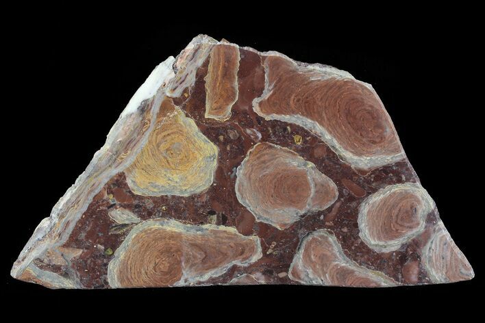 Polished Stromatolite (Jurusania) From Russia - Million Years #73922